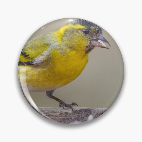 Item preview, Eurasian Siskin designed and sold by LaurenTucker.