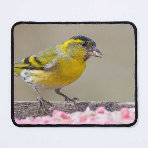 Item preview, Eurasian Siskin designed and sold by LaurenTucker.