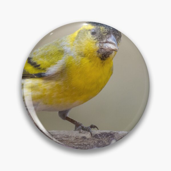 Item preview, Eurasian Siskin designed and sold by LaurenTucker.