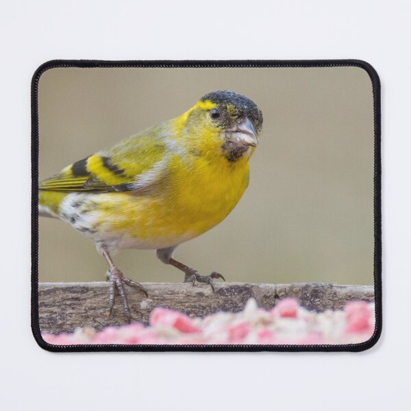 Item preview, Eurasian Siskin designed and sold by LaurenTucker.