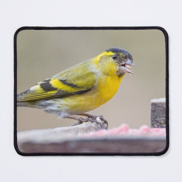 Item preview, Eurasian Siskin designed and sold by LaurenTucker.