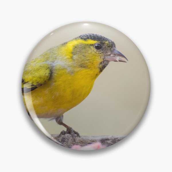 Item preview, Eurasian Siskin designed and sold by LaurenTucker.