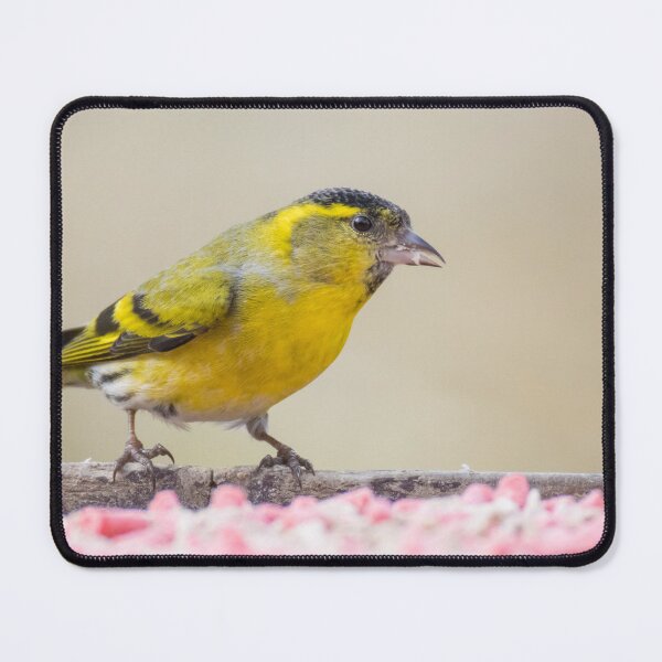 Item preview, Eurasian Siskin designed and sold by LaurenTucker.
