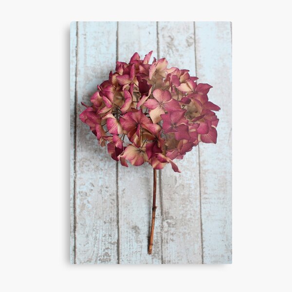 Pink Dried Hydrangea Metal Print