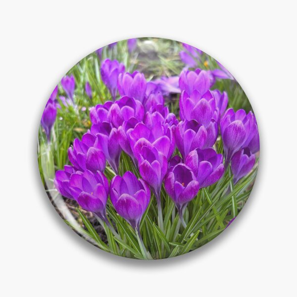 Item preview, Purple Crocuses designed and sold by Violaman.
