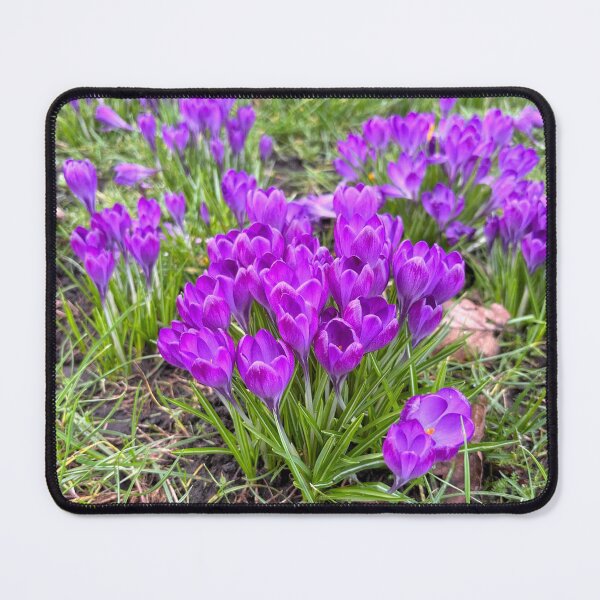 Item preview, Purple Crocuses designed and sold by Violaman.