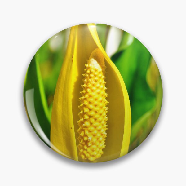 Item preview, Yellow Skunk Cabbage (Lysichiton americanus) Sticker designed and sold by FestivityFinds.