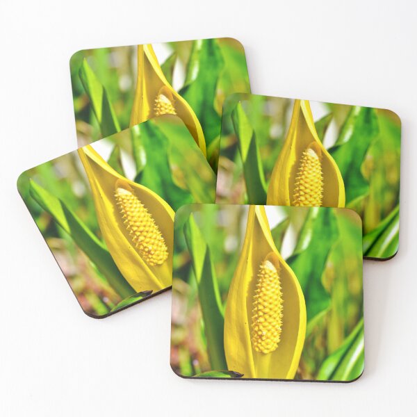 Item preview, Yellow Skunk Cabbage (Lysichiton americanus) Sticker designed and sold by FestivityFinds.