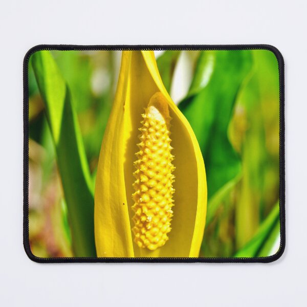 Item preview, Yellow Skunk Cabbage (Lysichiton americanus) Sticker designed and sold by FestivityFinds.