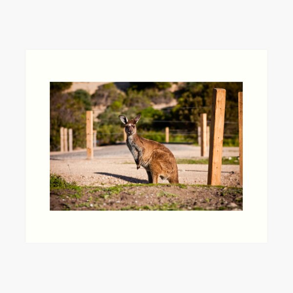 Item preview, Wild Roo - Innes National Park - South Australia designed and sold by AllshotsImaging.