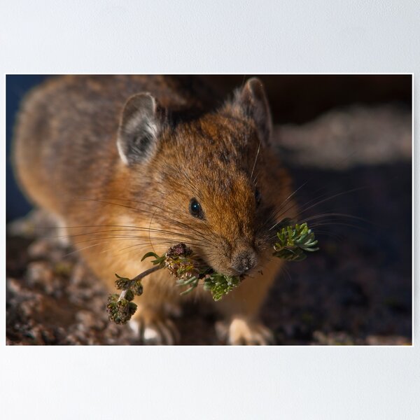 Artikelvorschau, The Hardest Working Mammal In Snow Biz entworfen und verkauft von Jay Ryser.