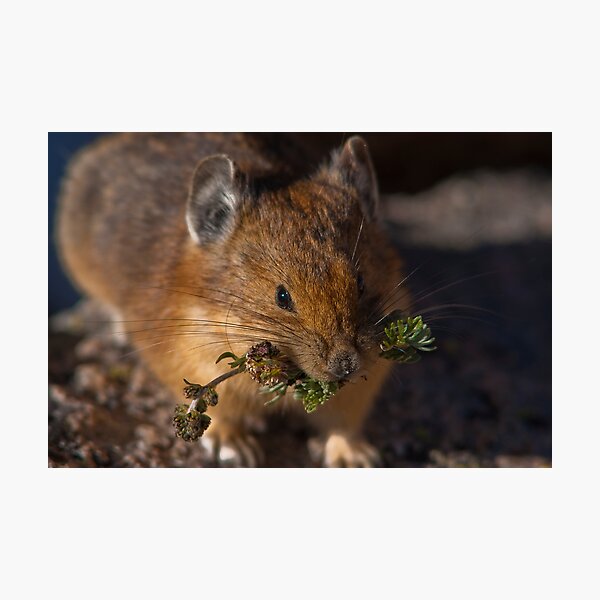Artikelvorschau, The Hardest Working Mammal In Snow Biz entworfen und verkauft von Jay Ryser.