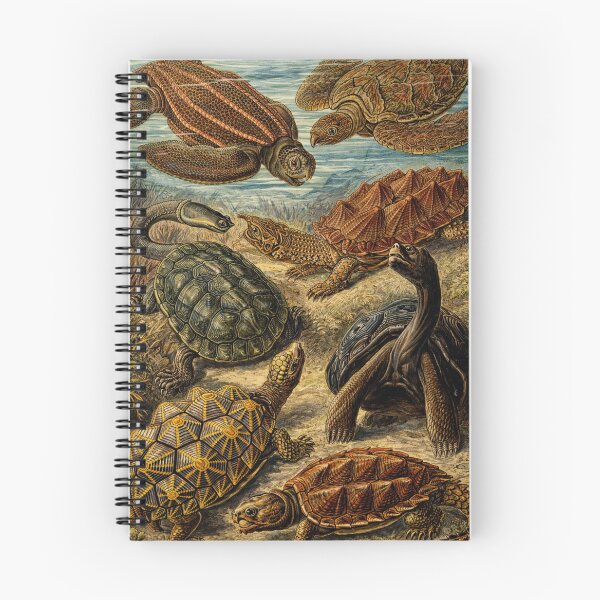 Item preview, Vintage Scientific Illustration Sea Turtles and Tortoises Reptile Art for Natural History Lovers designed and sold by RickE.