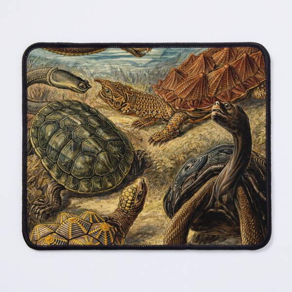 Item preview, Vintage Scientific Illustration Sea Turtles and Tortoises Reptile Art for Natural History Lovers designed and sold by RickE.