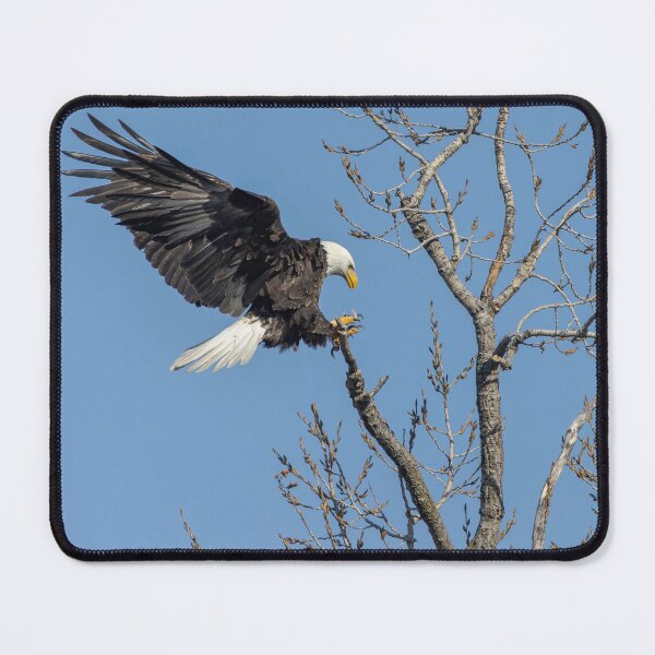 Item preview, Adult Bald Eagle Landing 2-26-2026 designed and sold by Thomasyoung.
