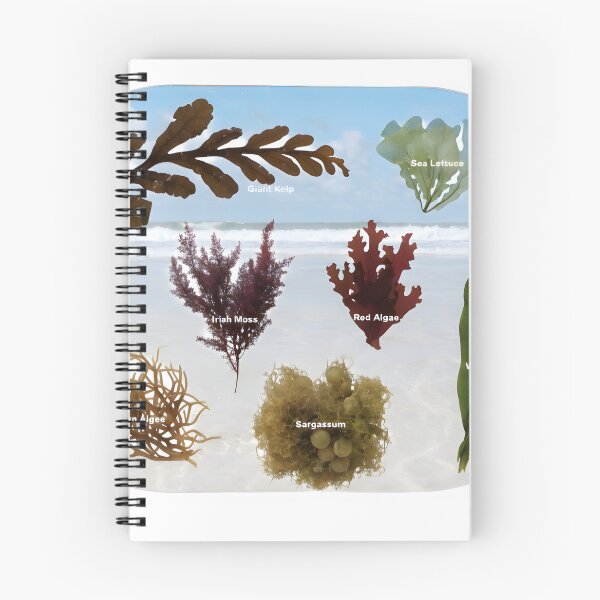 Item preview, Variety of seaweed types on sandy beach by ocean designed and sold by Creative88Art.