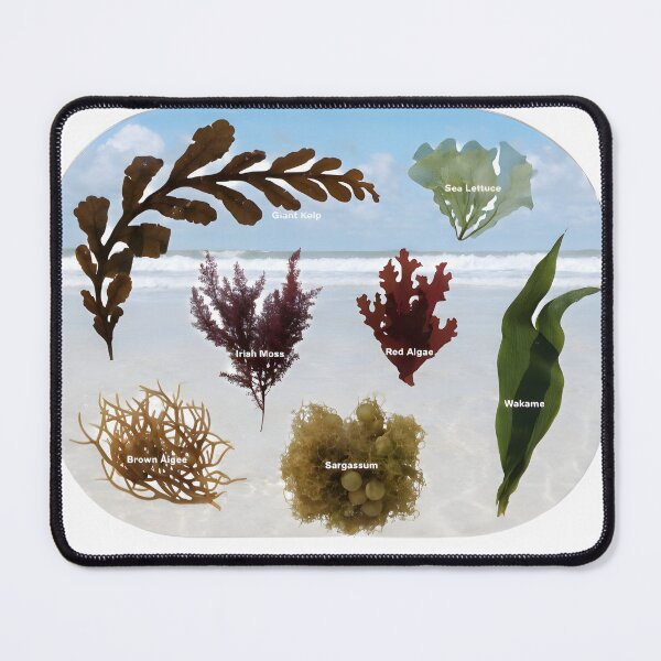 Item preview, Variety of seaweed types on sandy beach by ocean designed and sold by Creative88Art.