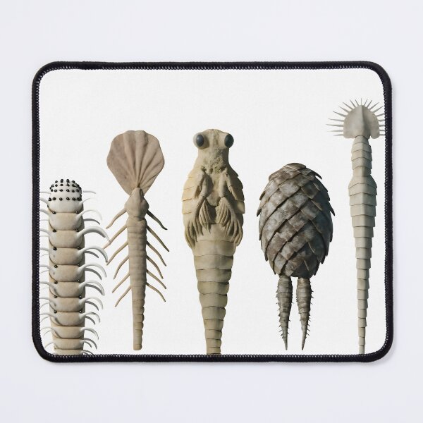 Item preview, Ancient trilobite fossils in various poses and shapes designed and sold by Creative88Art.