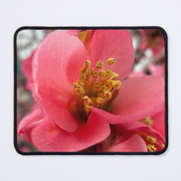 Item preview, Pink Petals designed and sold by Betsy Phillips.