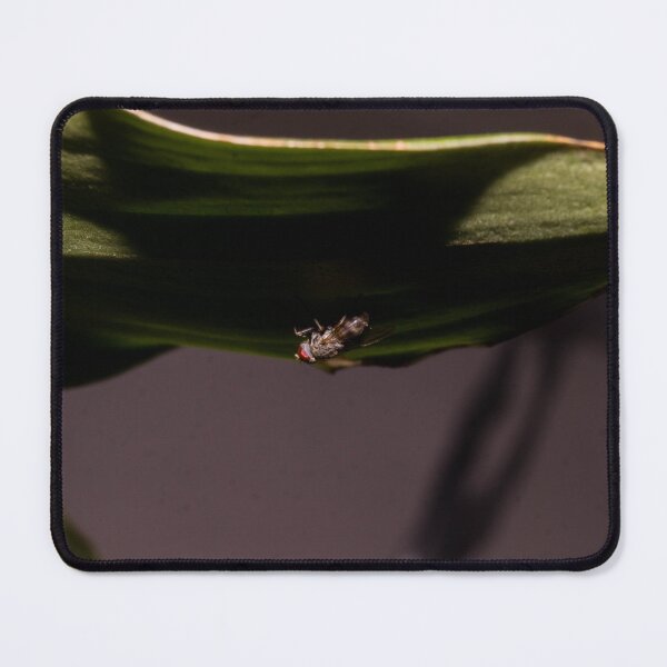 Item preview, Fly in Light and Dark designed and sold by ROSE ANN BANILAR.