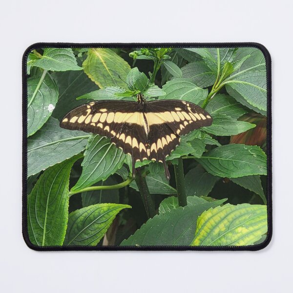 Item preview, Swallowtail Butterfly designed and sold by Cinderpaw1.