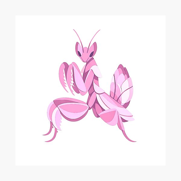 Item preview, Pink Spiny Flower Mantis designed and sold by scicilysimonee.