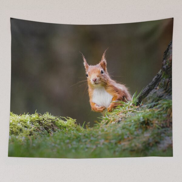 Item preview, Curious Red Squirrel  designed and sold by Alec Stewart.