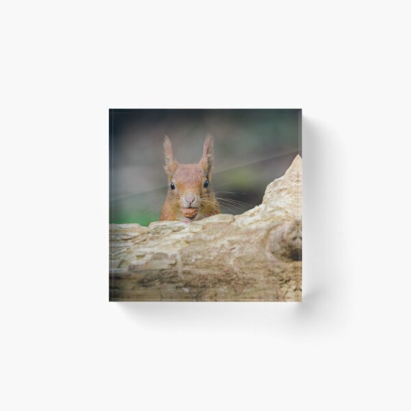 Item preview, Red Squirrel Eating Hazelnuts designed and sold by Alec Stewart.