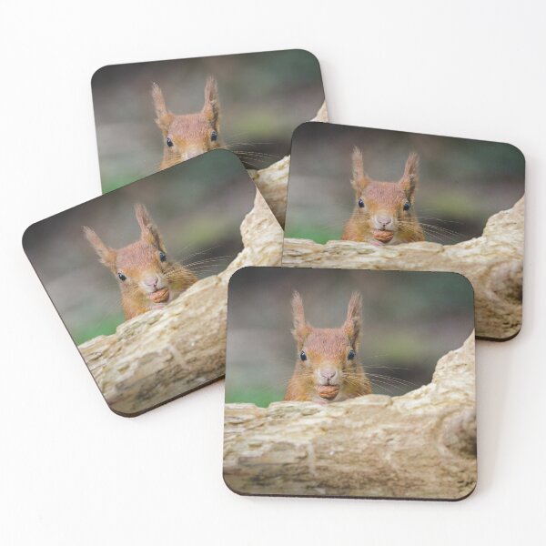 Item preview, Red Squirrel Eating Hazelnuts designed and sold by Alec Stewart.