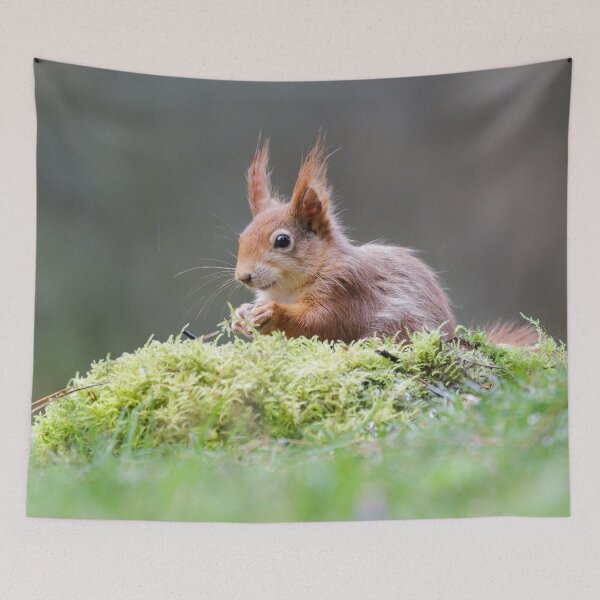 Item preview, Red Squirrel Portrait designed and sold by Alec Stewart.