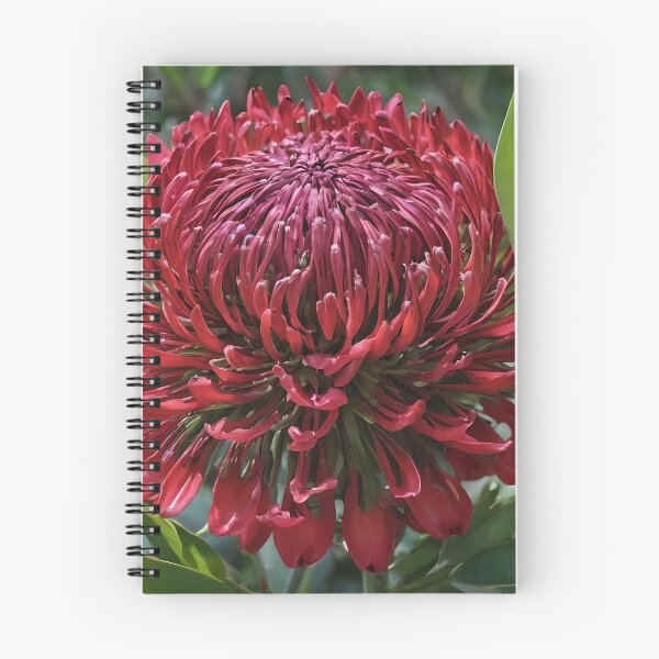Item preview, "Bold Beauty: The Majestic Red Waratah Flower" designed and sold by A-Work-Of-Art.