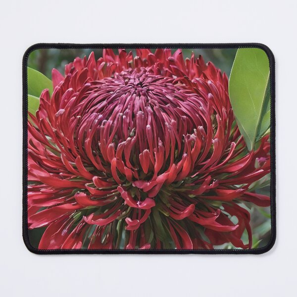 Item preview, "Bold Beauty: The Majestic Red Waratah Flower" designed and sold by A-Work-Of-Art.