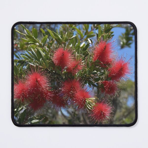 Item preview, Crimson Cascade The Red Australian Bottle Brush Tree, designed and sold by A-Work-Of-Art.