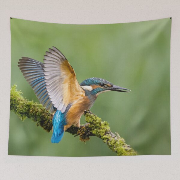 Item preview, Juvenile Kingfisher designed and sold by Alec Stewart.