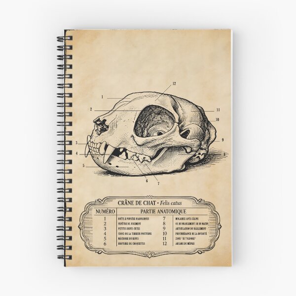 Item preview, Vintage Cat Skull Anatomy with Funny French Labels designed and sold by TOTO GUYANA.
