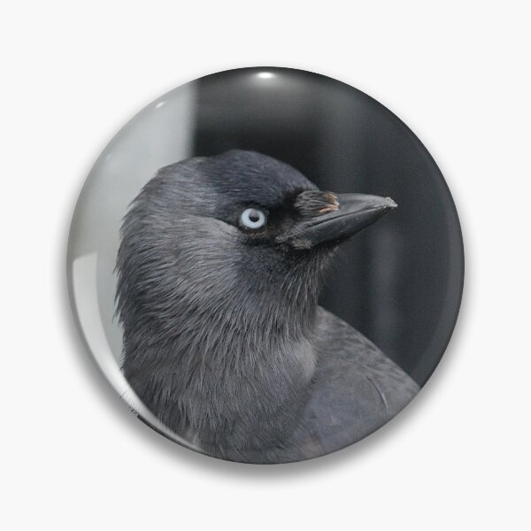 Item preview, St Davids Jackdaw designed and sold by AnthonyThomas.