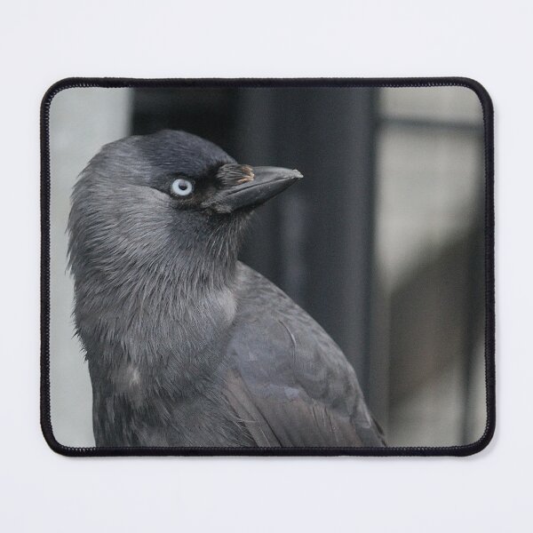 Item preview, St Davids Jackdaw designed and sold by AnthonyThomas.