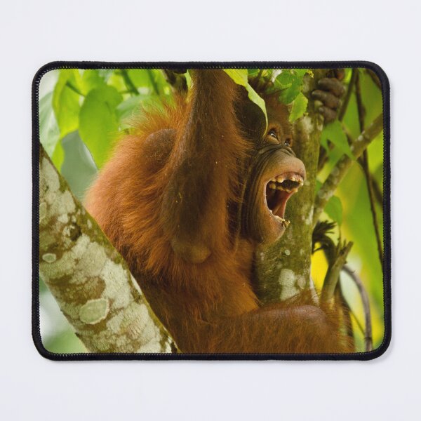 Item preview, Young Orangutan Borneo II designed and sold by Justharry.