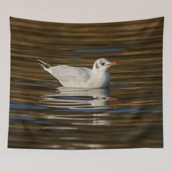 Item preview, Black Headed Gull designed and sold by Alec Stewart.