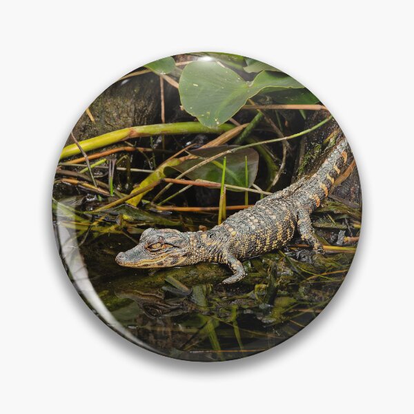 Item preview, Baby alligator designed and sold by Alex Preiss.