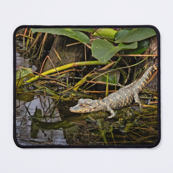 Item preview, Baby alligator designed and sold by Alex Preiss.