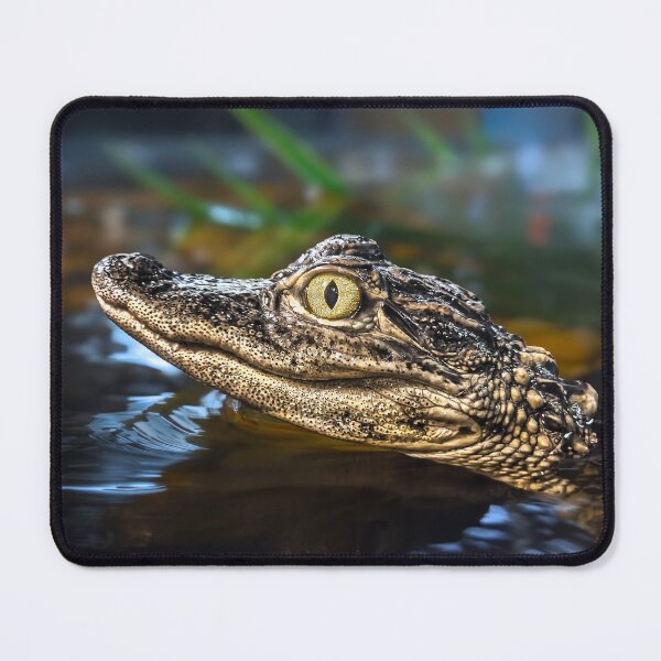 Item preview, Baby alligator 2 designed and sold by Alex Preiss.