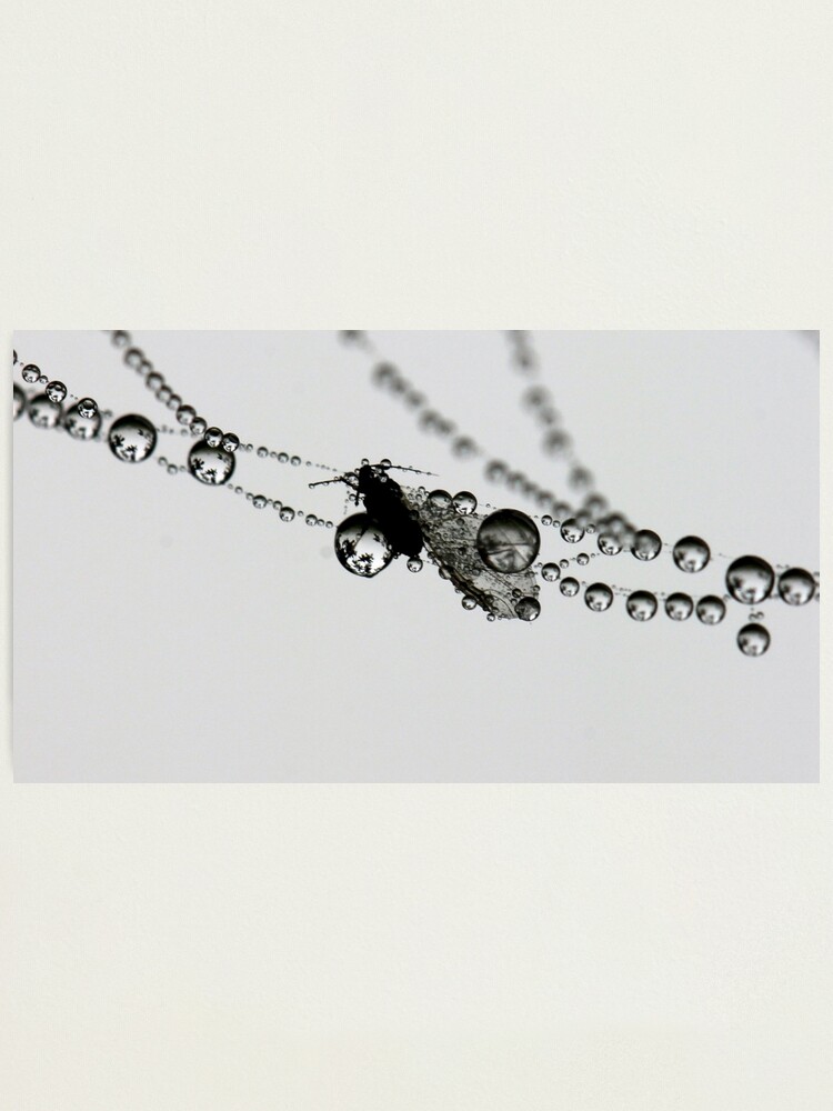 Alternate view of In suspension Photographic Print