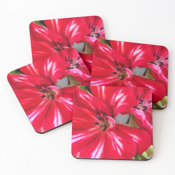 Item preview, Beautiful Red Blooming Flower From The Home Garden Digital Photography designed and sold by vtspatial.
