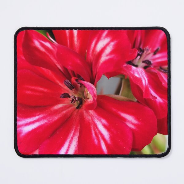 Item preview, Beautiful Red Blooming Flower From The Home Garden Digital Photography designed and sold by vtspatial.