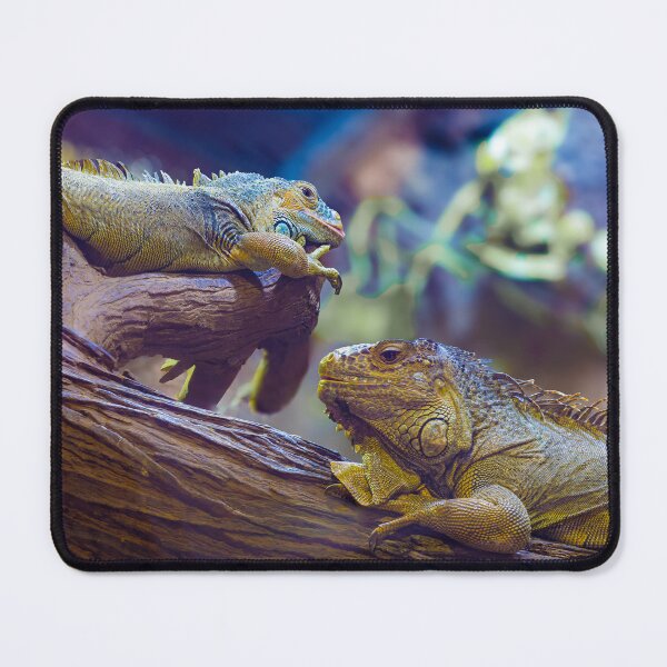Item preview, Twin Iguanas on a Branch - Colorful Reptile Wildlife Photography designed and sold by AbulailArt.