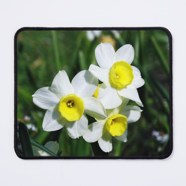 Item preview, Daffodils designed and sold by Barrie Woodward.