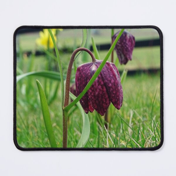 Item preview, Leper Lily designed and sold by Barrie Woodward.