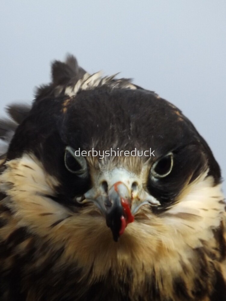 Juvenile Peregrine by derbyshireduck