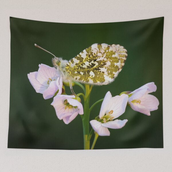 Item preview, Orange Tip Butterfly on Pink Flower designed and sold by Alec Stewart.